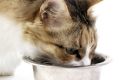 Do we know what we are feeding our cats?