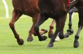 Vet tells cobalt inquiry there was no cover-up. 