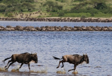 Lake Ndutu Great Wildebeest Migration - TANZANIA On route to Kusini in the southern reaches of the Serengeti National ...