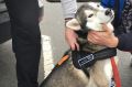 Azan the husky was reunited with his owner Friday morning. 