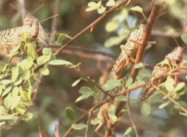 Locusts & Climate Change Plague Yemen on top of al-Qaeda, Drones, Huthis (Video of the Day)