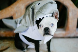 Halloween costumes for dogs.