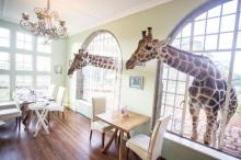 In unmittelbarer Nachbarschaft der Ranch von Karen Blixen steht das Herrenhaus „Giraffe Manor“. Nomen est omen – die auf dem Gelände des Anwesens lebenden Giraffen sind über die Jahre so zutraulich geworden, dass sie sogar ihren Kopf durch die großen Fenster stecken. Eine der zehn Suiten heißt „Karen Blixen“ und ist mit einer Kommode und einem Kosmetiktisch aus dem früheren Haus der dänischen Schriftstellerin Tania Blixen möbliert.