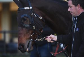 "Winx" during training at Rosehill Racecourse. Photo Nick Moir 18 August 2016