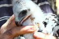 A colour-banded little eagle nestling from near Strathnairn.  