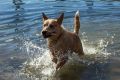 Reggie the red heeler enjoys a splash in Blackwattle Bay, Glebe, as Sydney enjoys a warm winter's day.