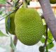 Green jackfruit on the tree