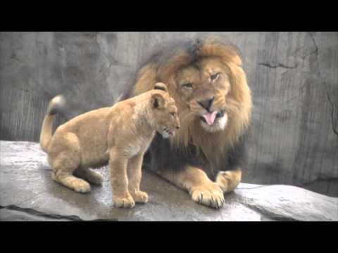 Lion cubs meet dad