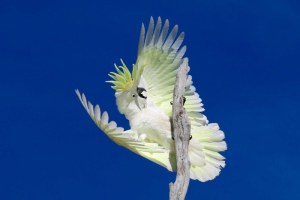 This Canberra cockatoo starts the day with some early morning, noisy, gymnastics (ABC Open contributor Ian Faulconbridge)