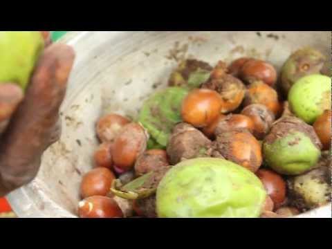 Shea Butter Processing - Peace Corps Ghana