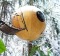 Quirky hotels - A Free Spirit Sphere hanging in the forest on Vancouver Island, Canada.