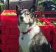 Mollie the wine dog is hosting?a party at Murrumbateman Winery to celebrate her second vintage - a sauvignon blanc. The ...