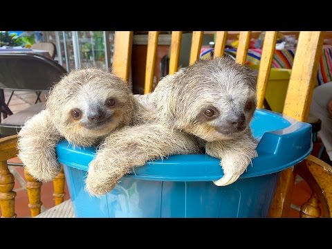 Cute Baby Sloths Learn To Climb