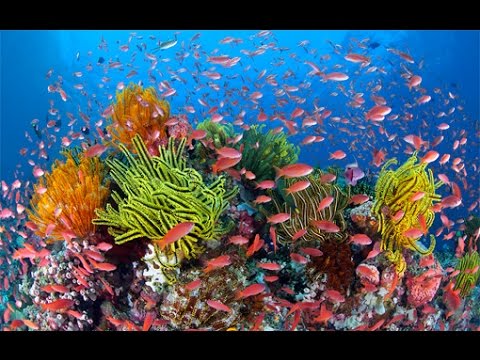 Austraila's Great Barrier Reef - National Geographic (With Subtitles)