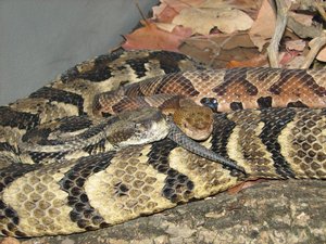 Timber Rattlesnake (Crotalus horridus) & Copperhead (Agkistrodon contortrix) snugglin up together