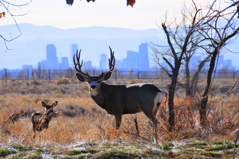 save-the-mule-deer