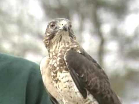 Raptors of the Southeastern United States-Part 1 of 3