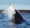 A killer whale attacks a turtle in the Galapagos Islands.