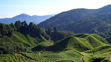 Hotels in Cameron Highlands