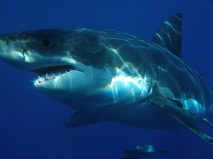 File - Great white shark off (Carcharodon carcharias), Isla Guadalupe, Mexico.