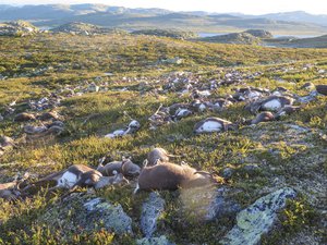 Norwegian Environment Agency on Monday Aug. 29 2016, shows some of the more than 300 wild reindeer that were killed by lighting in Hardangervidda, central Norway