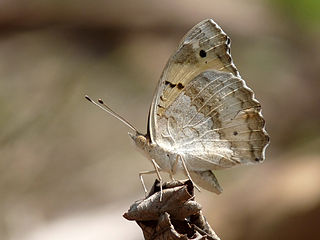 Junonia hierta by kadavoor.JPG