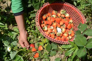 Kashmiri Muslim farmers harvest strawberries at a farm  in Gouso 20 Km (12 miles) east of Srinagar on Sunday 08, May 2016.strawberries are usually the first fruit crop that comes to the market and get a good price and fatmers are expecting a good crop this year because favorable weather conditions.