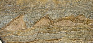 This photo provided by Allen Nutman shows a rock with stromatolites, tiny layered structures from 3.7 billion years ago that are remnants of a community of ancient microbes.