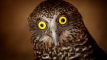 The powerful owl is among the species known to inhabit the Cooks River/Castlereagh Ironbark forests.