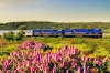 The Indian Pacific passing desert wildflowers.