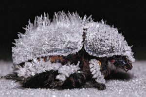 Tim Leach - Cold comfort. For this Black Beetle, a blanket of frost provides cold comfort against the -5C chill of a ...