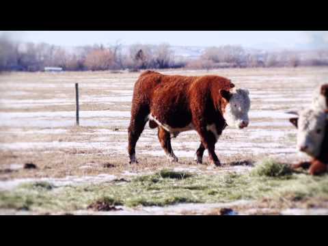 Steve Daines - The Kid from Montana