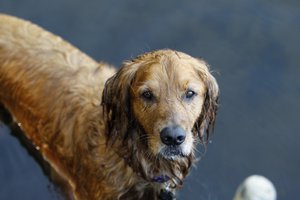 A golden retriever in Pequot Lakes, Minn., Sunday, July 22, 2012.   (AP Photo/Ann Heisenfelt)