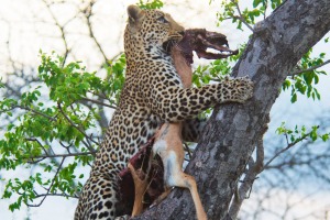 Leopard dragging an impala up tree.