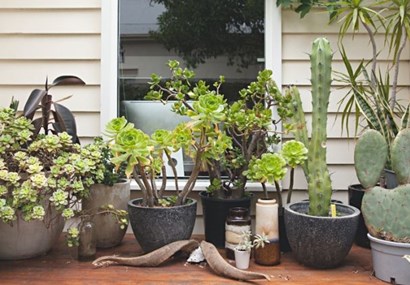 Renters can have gardens and enjoy fresh veggies