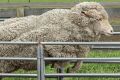 Prince Charles observes sheep being mustered into shearing shed yards in Sorell, Australia.