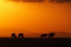 Wildebeeste silhouetted at sunset in the Masai Mara game reserve in Kenya. They are probably the most common animal in ...