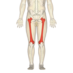 Femur - anterior view2.png