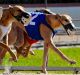 There are some in greyhound racing in NSW who believe a change of government could bring a change of sentiment and a ...