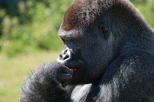 Male western lowland gorilla contemplating life at port lympne wildlife park