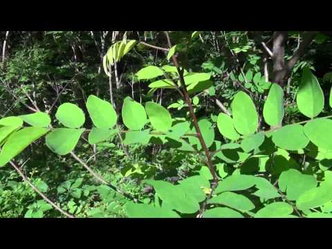 What does Poison Sumac Look Like?