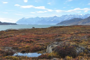 See wildlife and marine bird life on this Arctic cruise.