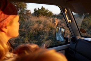 A drive through unfamiliar terrain surrounded by wild animals: The Kalahari Desert, Africa