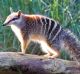 There are less than 1000 numbats, our national emblem, left in the wild, according to the Conservation Council. 