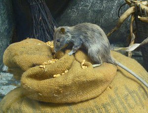 File - Simulation of a black rat (Rattus rattus) eating out of a corn sack, Natural History Museum, Karlsruhe, Germany. Rats are a primary vector for many diseases.