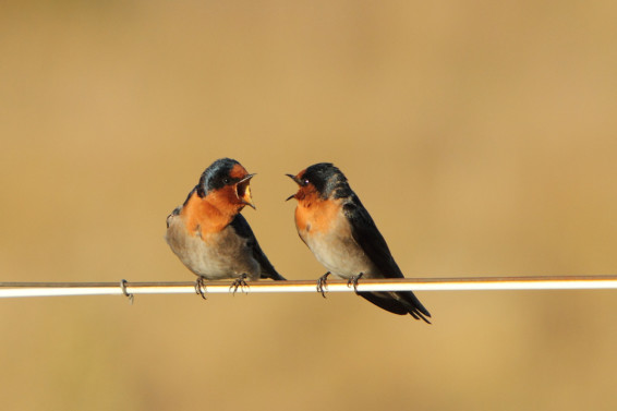 swallows arguing