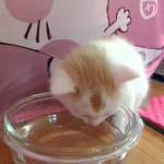 A Teeny Tiny 3-Week Old Kitten Figures Out An Interesting Way to Drink From His Water Dish