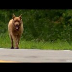 A Dog in Minnesota Inexplicably Walks Four Miles Into Town Everyday to Visit Local Shopkeepers