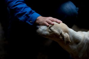 In this July 23, 2016 photo, Dexis Casadiego, a veterinarian and part owner of the Funasissi animal shelter, caresses an ...