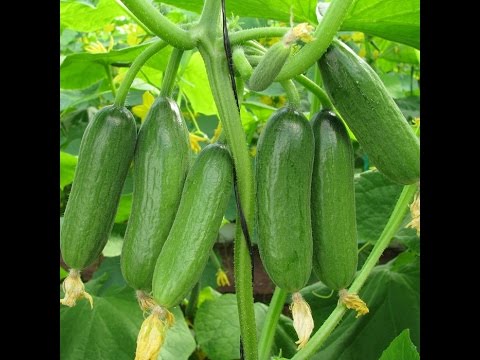 Agriculture technology 2016:  Cucumber Growing No.1 on The World